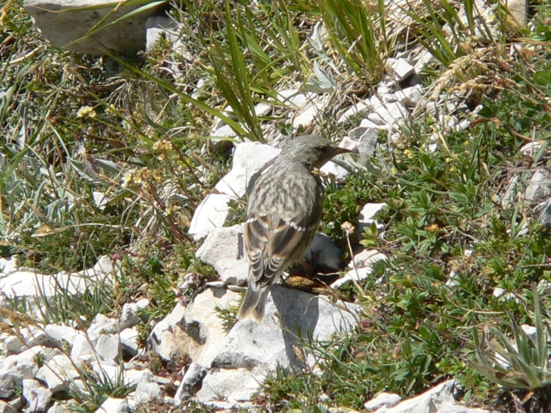 Sordone - Prunella collaris